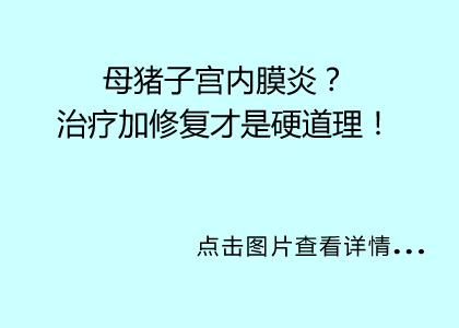 母豬子宮內(nèi)膜炎怎么治療？